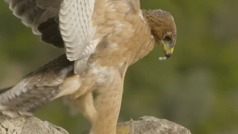 Just fledged young Bonelli´s eagle feeding on pigeon Stock Footage 113570244