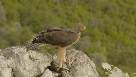 Just fledged young Bonelli´s eagle feeding on pigeon Stock Footage 113571092