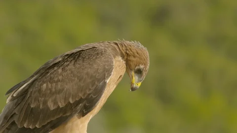 Just fledged young Bonelli´s eagle feeding on pigeon Stock Footage 113573054