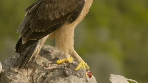 Just fledged young Bonelli´s eagle feeding on pigeon Stock Footage 113573075