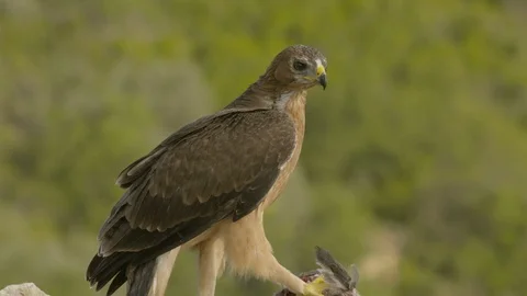 Just fledged young Bonelli´s eagle feeding on pigeon Stock Footage 113574749