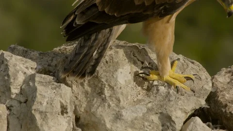 Just fledged young Bonelli´s eagle feeding on pigeon Stock Footage 113575184