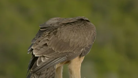 Just fledged young Bonelli´s eagle feeding on pigeon Stock Footage 113575238