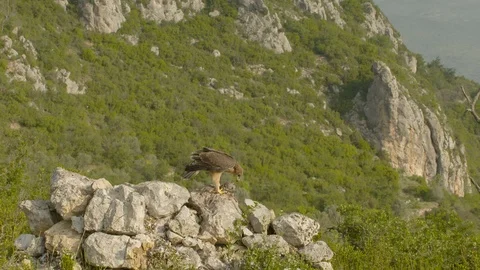 Just fledged young Bonelli´s eagle feeding on pigeon Stock Footage 113575340