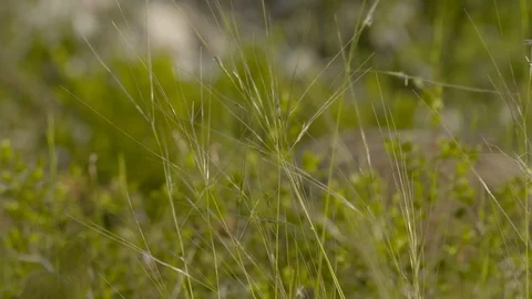 Just fledged young Bonelli´s eagle feeding on pigeon Stock Footage 113577479