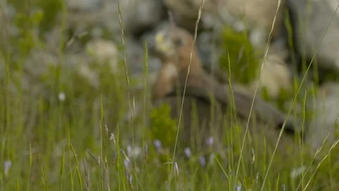 Just fledged young Bonelli´s eagle feeding on pigeon Stock Footage 113578440