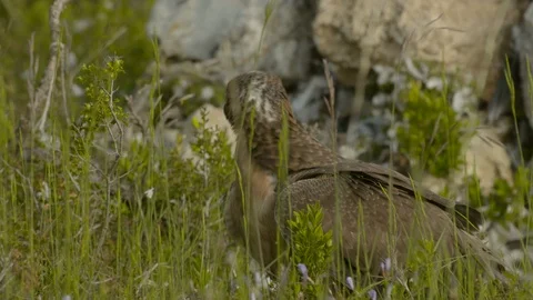 Just fledged young Bonelli´s eagle feeding on pigeon Stock Footage 113578508