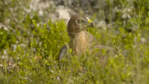 Just fledged young Bonelli´s eagle feeding on pigeon Stock Footage 113578828