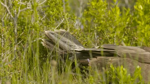 Just fledged young Bonelli´s eagle feeding on pigeon Stock Footage 113579299