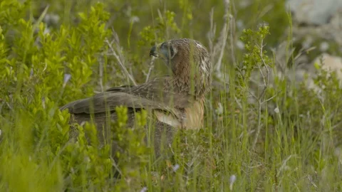 Just fledged young Bonelli´s eagle feeding on pigeon Stock Footage 113579458