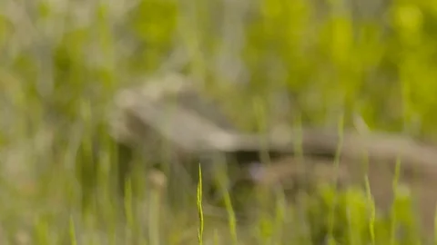 Just fledged young Bonelli´s eagle feeding on pigeon Stock Footage 113580811