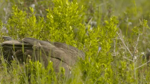 Just fledged young Bonelli´s eagle feeding on pigeon Stock Footage 113582004