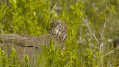 Just fledged young Bonelli´s eagle feeding on pigeon Stock Footage 113582018