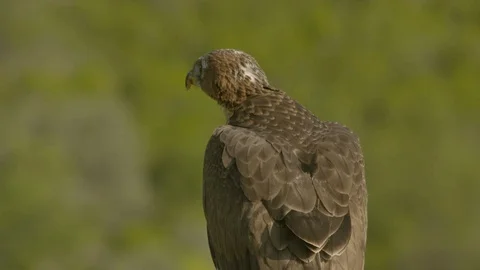 Just fledged young Bonelli´s eagle feeding on pigeon Stock Footage 113583545