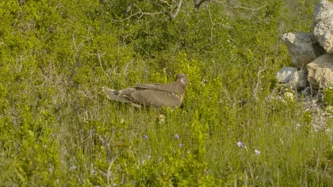 Just fledged young Bonelli´s eagle feeding on pigeon Stock Footage 113583625