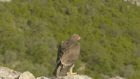Just fledged young Bonelli´s eagle fly Video stock 113584612