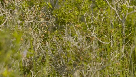 Just fledged young Bonelli´s eagle feeding on pigeon Stock Footage 113585113