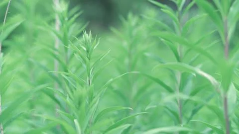 Just forest Stock Photos