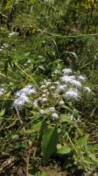 Just a Grass 스톡 사진
