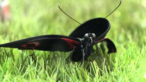 Just hatched butterfly Stock Footage 88562238