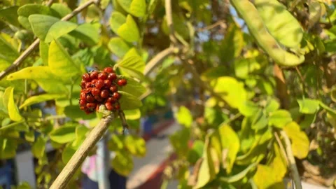 Just hatched stink bugs are clumped together with the empty egg shells on the Stock Footage 304118982