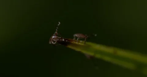 Just hatched ticks in search of small mammals, questing. Stock Footage 113051453