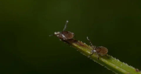 Just hatched ticks in search of small mammals, questing. Stock Footage 113052006