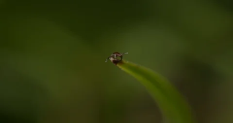 Just hatched ticks in search of small mammals, questing. Video stock 113053563