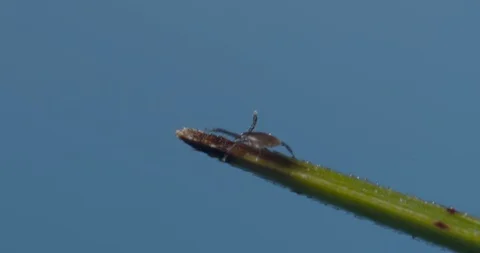 Just hatched ticks in search of small mammals, questing. Stock Footage 113053598