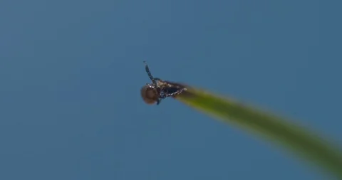 Just hatched ticks in search of small mammals, questing. Stock Footage 113053641
