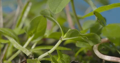 Just hatched ticks on the way up. Stock Footage 113026099