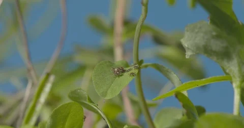 Just hatched ticks on the way up. Stock Footage 113029465