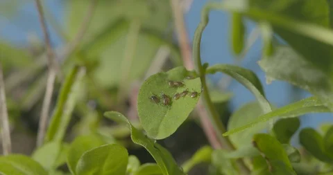 Just hatched ticks on the way up. Stock Footage 113029537