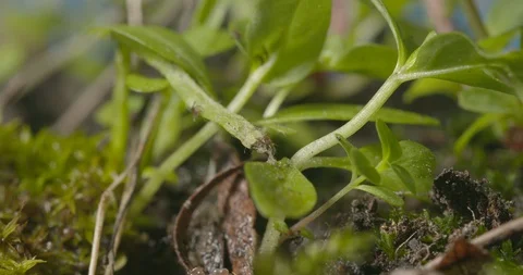 Just hatched ticks on the way up. Stock Footage 113029930