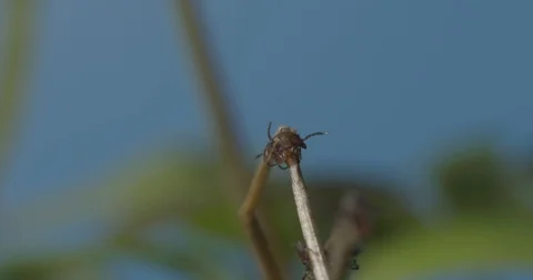 Just hatched ticks on the way up. Stock Footage 113031026