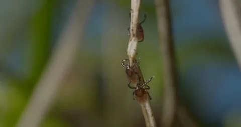 Just hatched ticks on the way up. Stock Footage 113032275