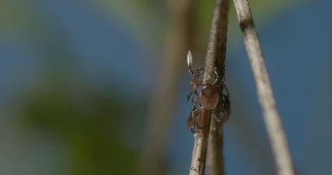 Just hatched ticks on the way up. Stock Footage 113032375