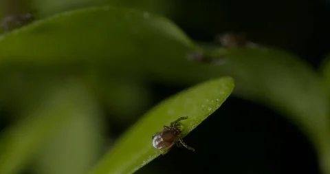 Just hatched ticks on the way up. Stock Footage 113033258