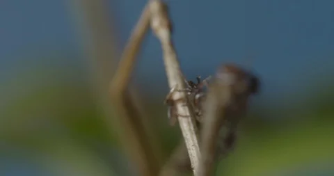 Just hatched ticks on the way up. Stock Footage 113033319