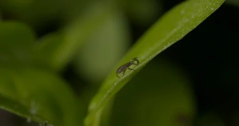 Just hatched ticks on the way up. Stock Footage 113033621