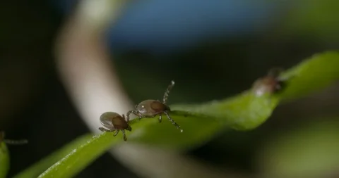 Just hatched ticks on the way up. Stock Footage 113034141