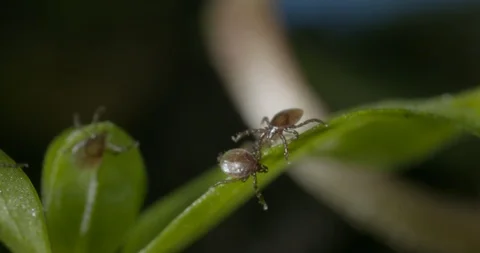 Just hatched ticks on the way up. Stock Footage 113035152