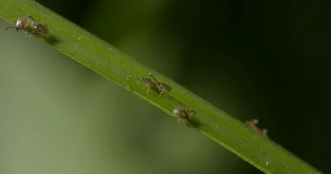 Just hatched ticks on the way up. Stock Footage 113045714