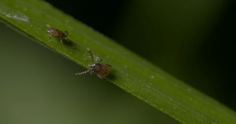 Just hatched ticks on the way up. Stock Footage 113046588