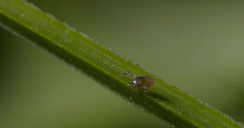 Just hatched ticks on the way up. Stock Footage 113046593