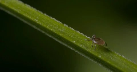 Just hatched ticks on the way up. Stock Footage 113052561