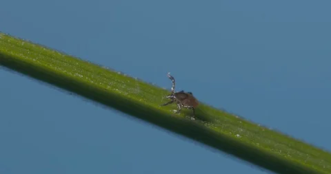 Just hatched ticks on the way up. Stock Footage 113052681