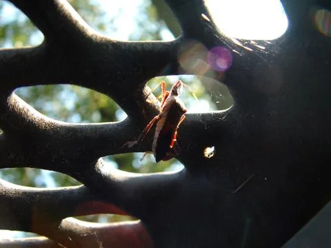 Just a Hemiptera Фото