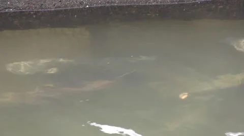 Just Keep Swimming Stockbeeldmateriaal 44167538