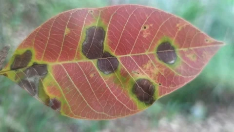 Just a leaf Stock Footage 202291400